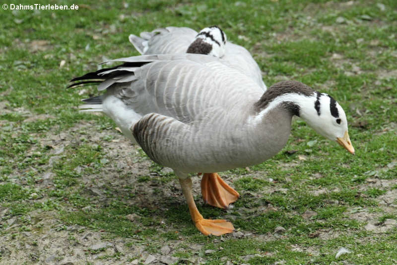 Streifengans (Anser indicus)