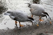 Streifengänse (Anser indicus) im Lindenthaler Tierpark, Köln