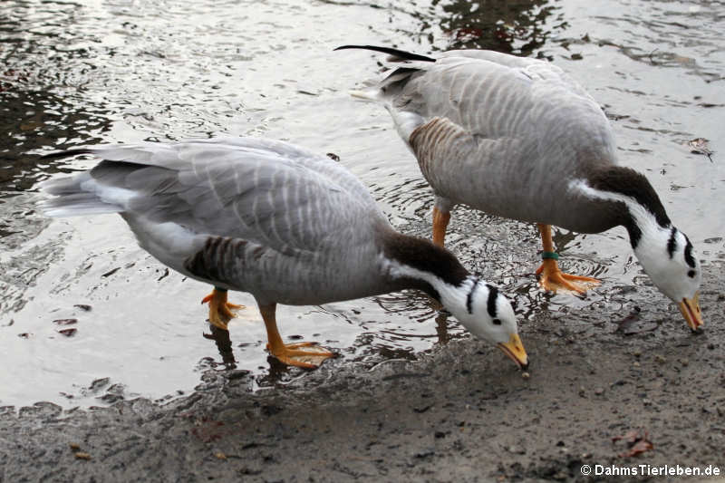 Streifengans (Anser indicus)