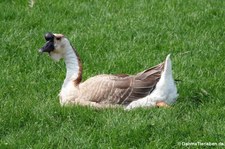 Höckergans (Anser cygnoides forma domestica) im Lindenthaler Tierpark