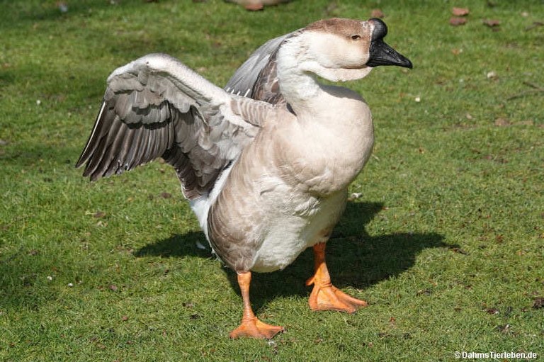 Anser cygnoides forma domestica