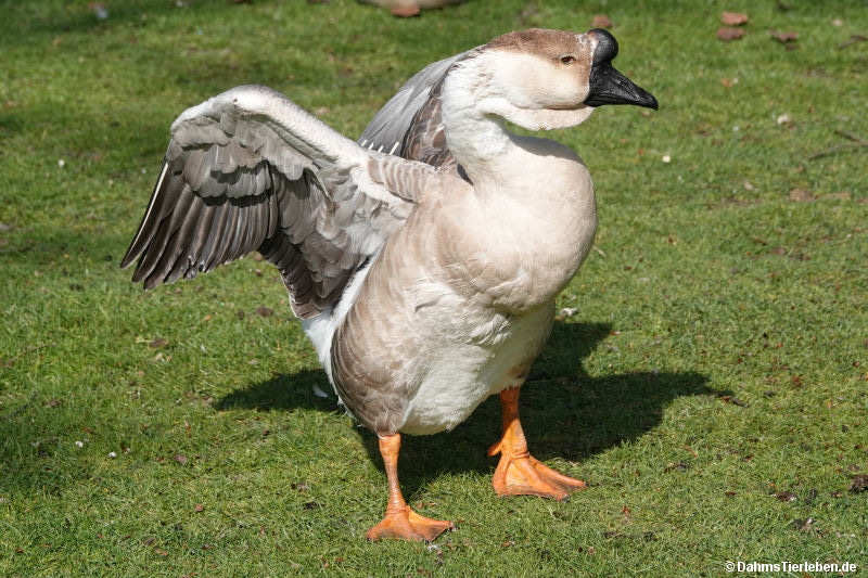 Höckergans-2