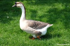 Höckergans (Anser cygnoides forma domestica) im Lindenthaler Tierpark