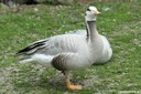 Anser indicus