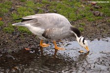 Streifengänse (Anser indicus) im Lindenthaler Tierpark, Köln