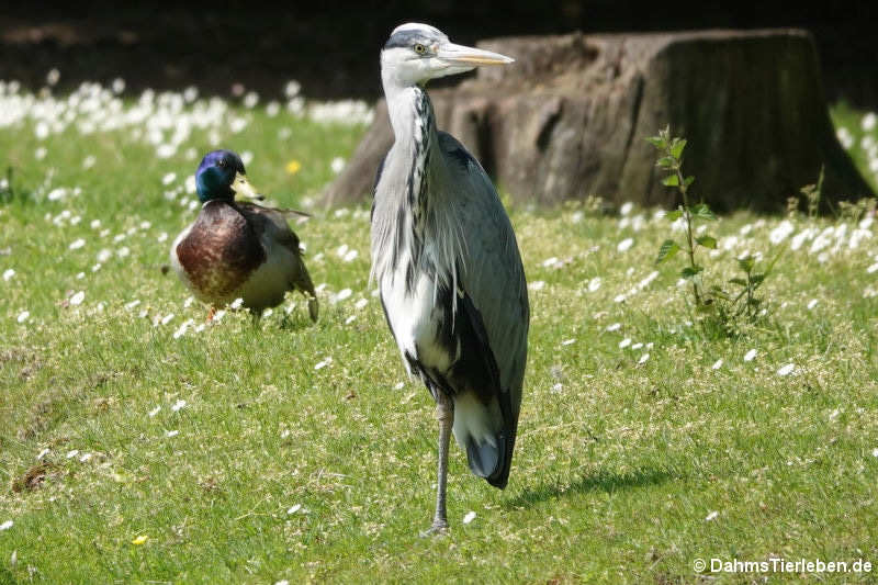 Graureiher (Ardea cinerea cinerea)