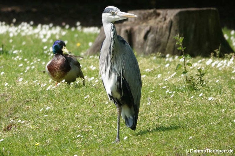 Ardea cinerea cinerea