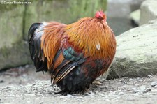 Brahmahuhn (Gallus gallus f. domestica) im Lindenthaler Tierpark