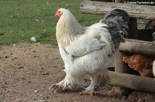Brahmahuhn (Gallus gallus f. domestica) im Lindenthaler Tierpark