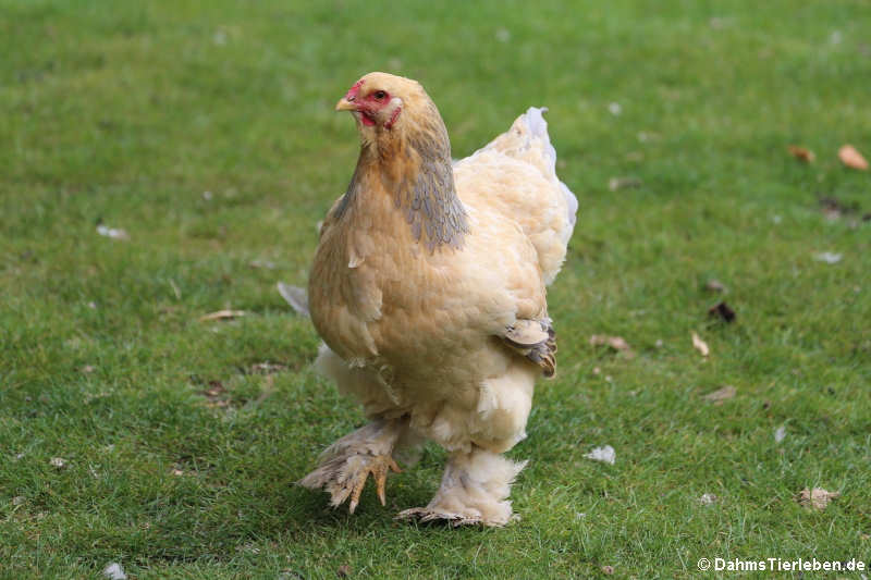 Brahmahuhn (Gallus gallus domestica)