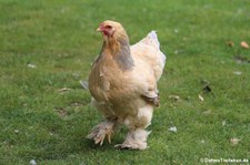 Brahmahuhn (Gallus gallus f. domestica) im Lindenthaler Tierpark
