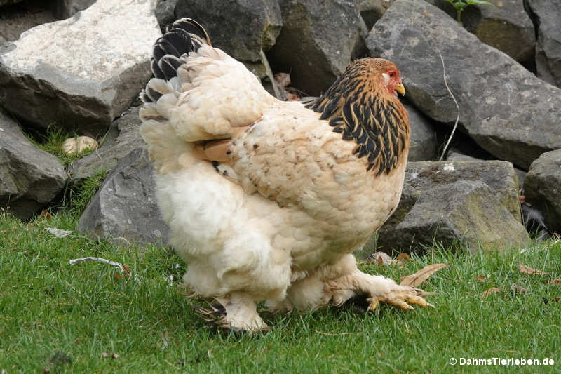 Brahmahuhn-3