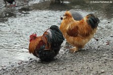 Brahmahühner (Gallus gallus domesticus) im Lindenthaler Tierpark