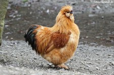 Brahmahuhn (Gallus gallus f. domestica) im Lindenthaler Tierpark