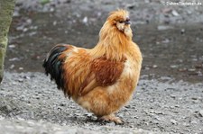 Brahmahuhn im Lindenthaler Tierpark, Köln