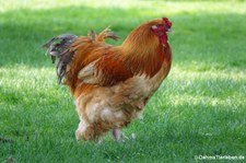 Brahmahuhn (Gallus gallus domesticus) im Lindenthaler Tierpark
