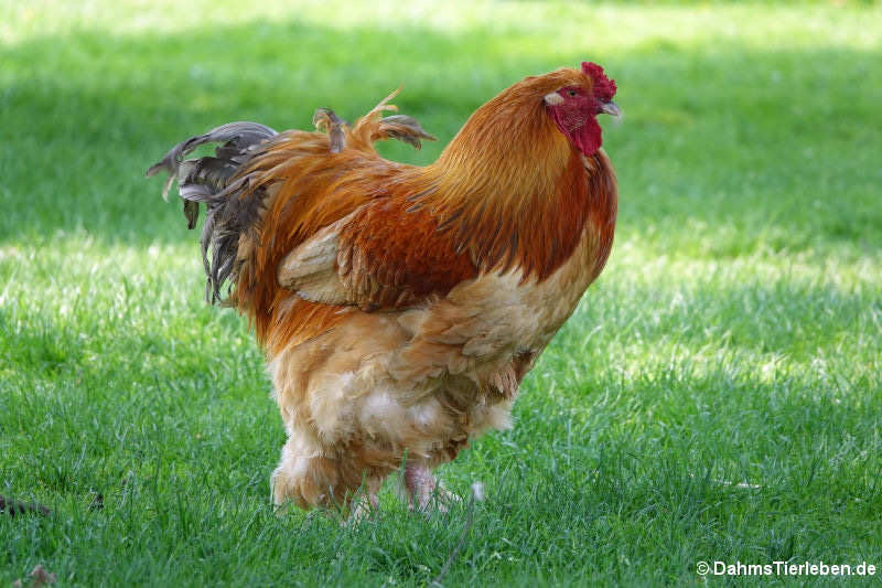 Brahmahuhn (Gallus gallus domestica)