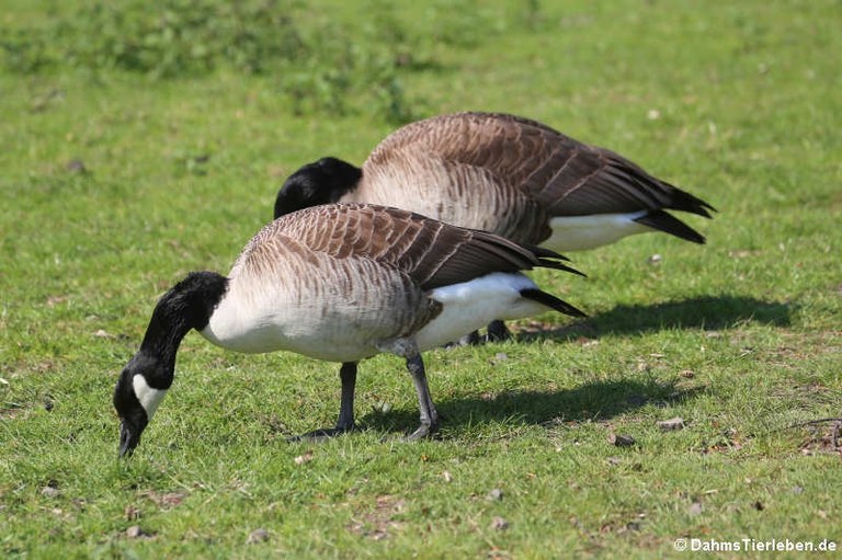 Branta canadensis