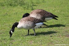 Kanadagänse (Branta canadensis) im Lindenthaler Tierpark