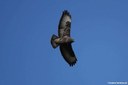 Buteo buteo