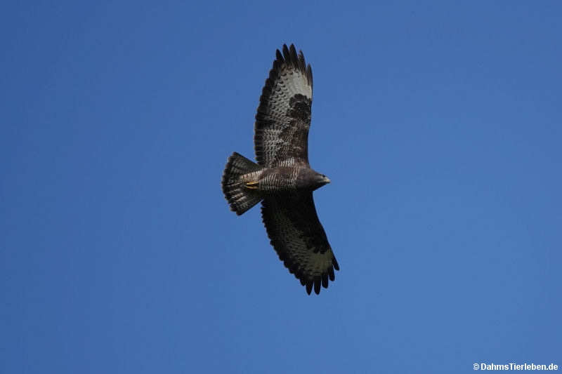 Mäusebussard (Buteo buteo)