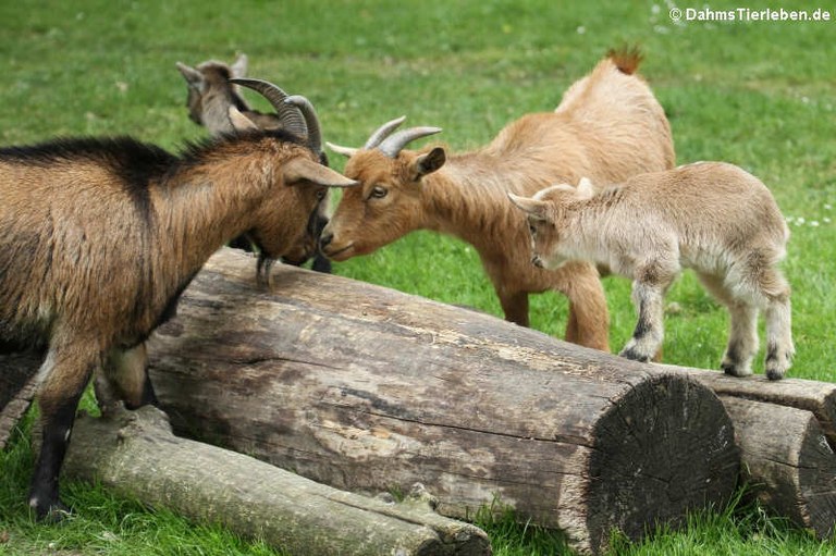 Capra aegagrus hircus