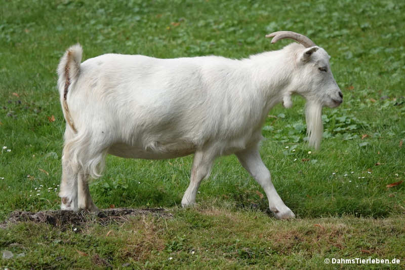 Ziegen-2