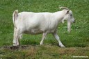 Capra aegagrus hircus