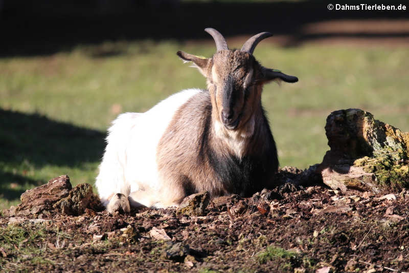 Capra aegagrus hircus