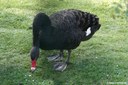 Cygnus atratus