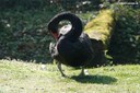 Cygnus atratus