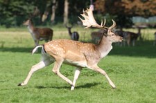 Europäischer Damhirsch (Dama dama) im Lindenthaler Tierpark, Köln