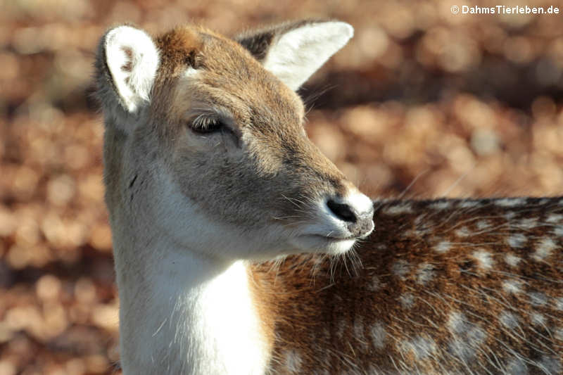 Europäischer Damhirsch (Dama dama)