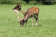 Europäischer Damhirsch (Dama dama) im Lindenthaler Tierpark, Köln