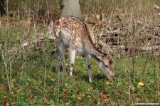 Europäischer Damhirsch (Dama dama) im Lindenthaler Tierpark, Köln