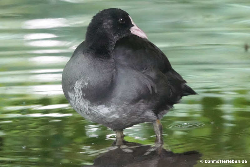Blässralle