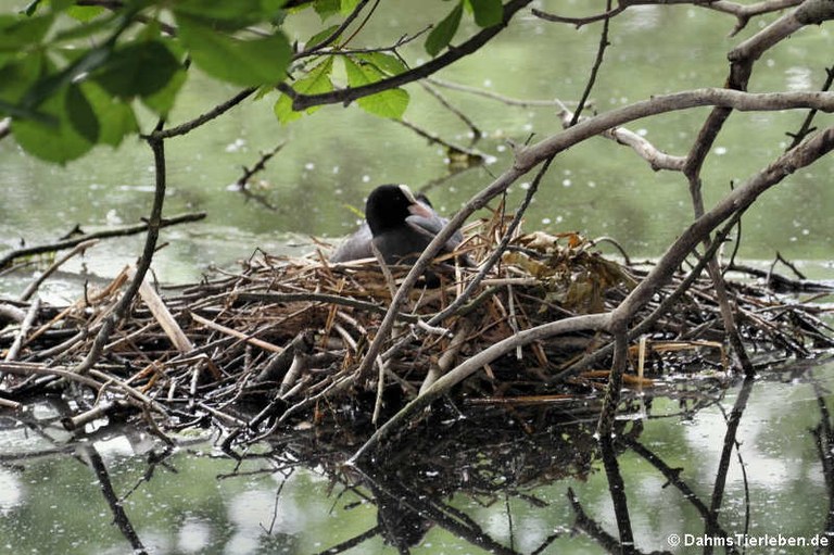 Fulica atra atra