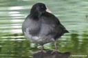 Fulica atra atra