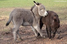 Afrikanische Hausesel im Lindenthaler Tierpark, Köln