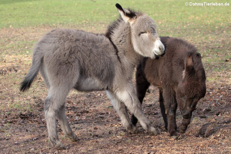 Hausesel (Equus africanus f. asinus)