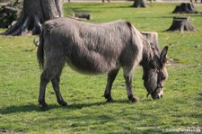 Afrikanische Hausesel im Lindenthaler Tierpark, Köln