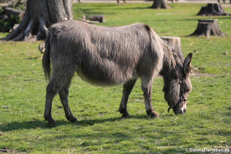 Hausesel (Equus africanus f. asinus)
