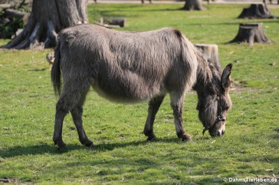 Hausesel (Equus africanus f. asinus)