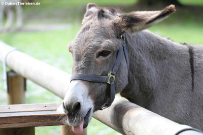 Hausesel (Equus africanus f. asinus)