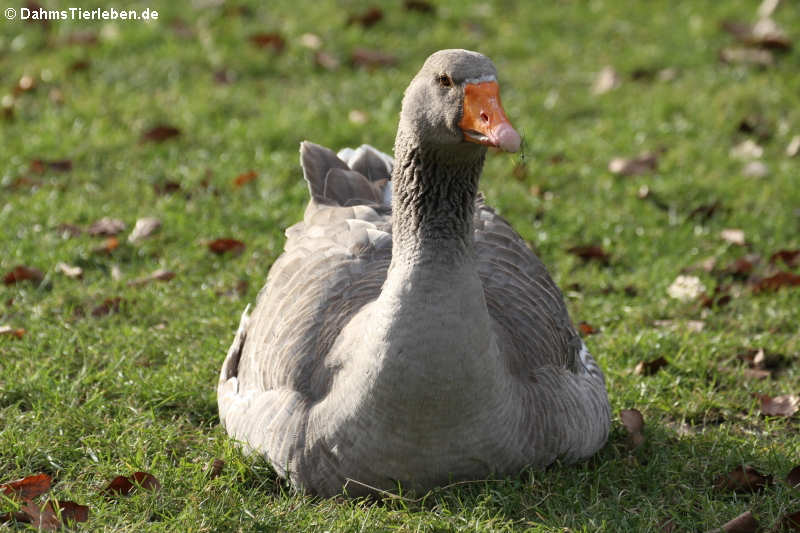 Hausgans (Anser anser domestica)