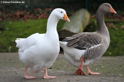 Hausgans (Anser anser domestica)