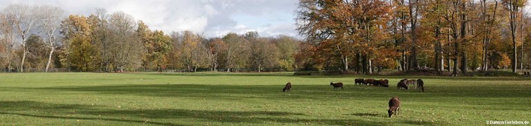 Wiese für Damwild und Soayschafe