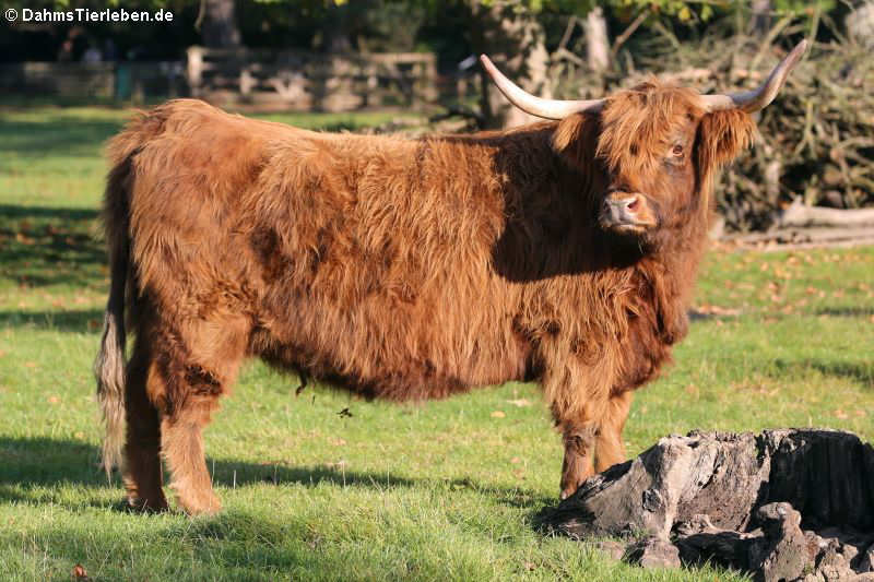 Schottisches Hochlandrind (Bos taurus)