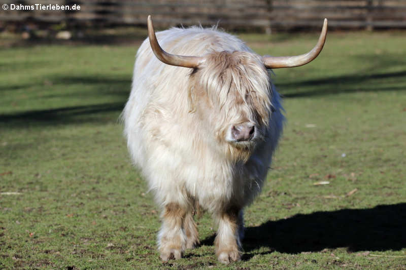 Schottisches Hochlandrind (Bos taurus)