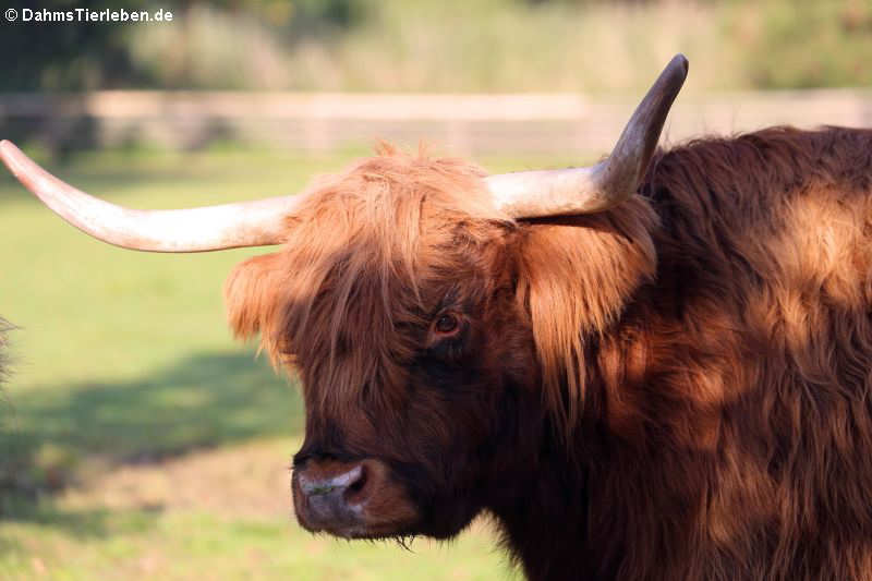 Schottisches Hochlandrind (Bos taurus)